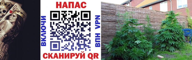 Купить где Нея Каннабис Amnesia